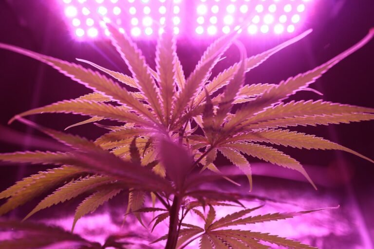 5 Things You Didn't Know About Growing Cannabis