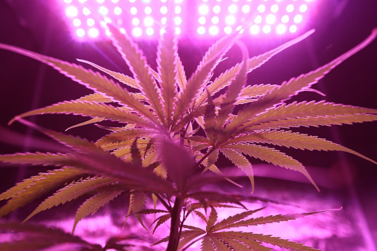 5 Things You Didn’t Know About Growing Cannabis